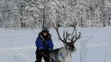 ZeReist: Rendierracen in Lapland