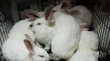 De verborgen horrorpraktijken achter konijnenbont bij grote labels