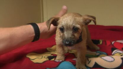 Hartverscheurende aflevering Undercover in Nederland over illegale puppyhandel maakt kijkers boos