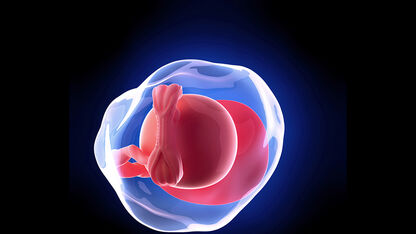5 weken zwanger: test gedaan en het hartje wordt gevormd