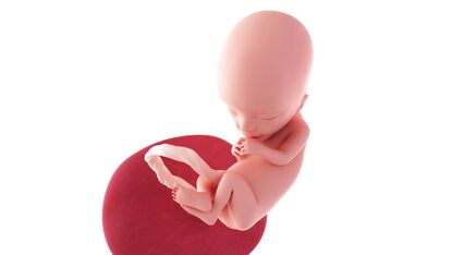 13 weken zwanger: dag eerste trimester!