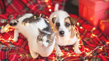 De leukste kerstcadeaus voor je hond of kat