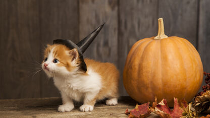 Je hond of kat verkleden met Halloween? Dit zijn de leukste DIY kostuums voor je huisdier