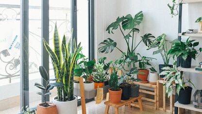 5x beste kamerplanten voor mensen zonder groene vingers