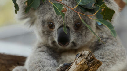 Cute! Primeur: binnenkort kun je koala's bekijken in Ouwehands Dierenpark