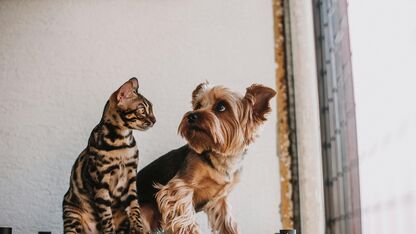 Katten of honden? Dit zegt het over jouw persoonlijkheid