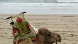 Agadir: Zonnebaden tussen de kamelen