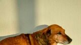 Zó zielig: Hond Masha wacht trouw op overleden baasje