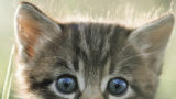 Lie-hief: 23 schattige kittengifjes 