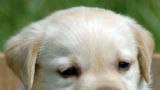 20 puppygifjes waar je spontaan vrolijk van wordt