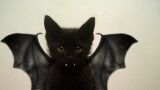 Te cute: 18 dieren in Halloweenkostuums