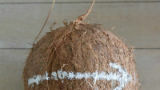 Foodtutorial: Open een kokosnoot