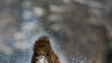 Magische foto's van dieren in de winter