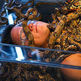 7x Nederlandse daredevil-programma?s 