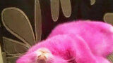 Walgelijk: roze kitten overlijdt na verven door eigenaar
