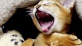 Cute: 16 dieren die wakker worden