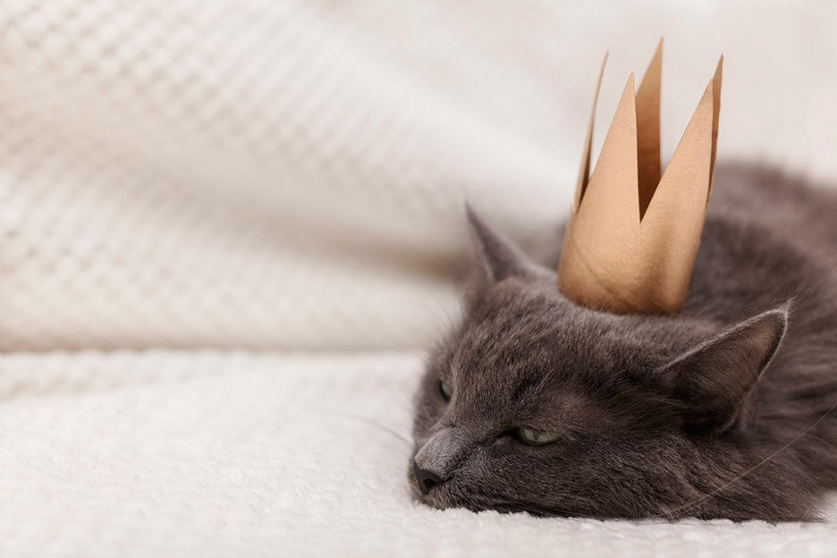 9 herkenbare moment als de kat de baas in huis is