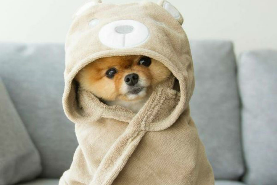 Te lief: je hond droomt meestal over jou! 