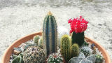 De mooiste cactussen voor in huis