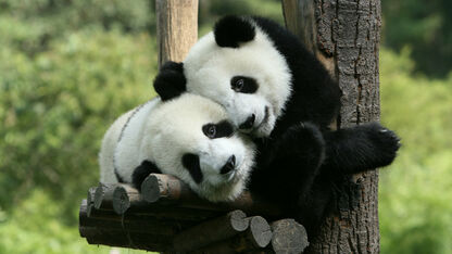 Tof: Nederland krijgt een eigen pandaverblijf
