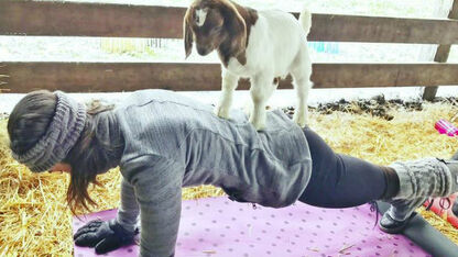 Goat Yoga: aan de yoga met geitjes