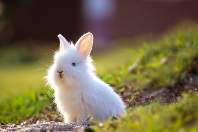 Een konijn als huisdier.