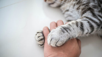 5 tekenen dat je kat écht van je houdt