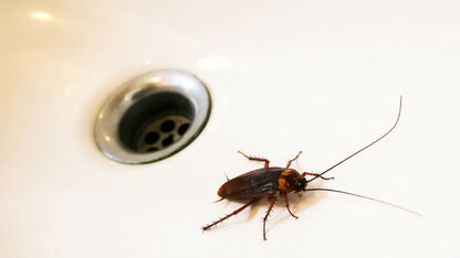15 feitjes over kakkerlakken waar je meteen de kriebels van krijgt