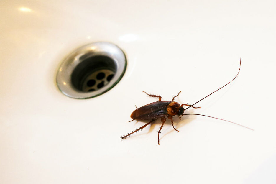 15 feitjes over kakkerlakken waar je spontaan kriebels van krijgt