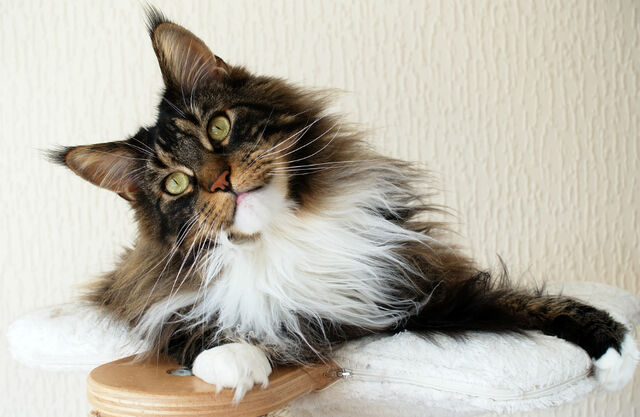 favoriete kattenras