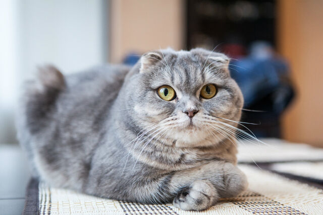 favoriete kattenras