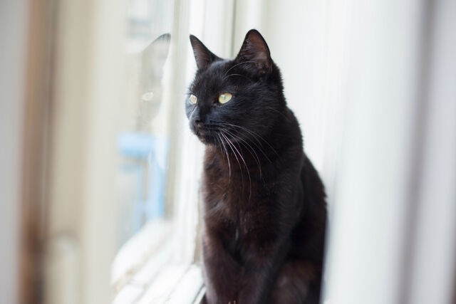 favoriete kattenras