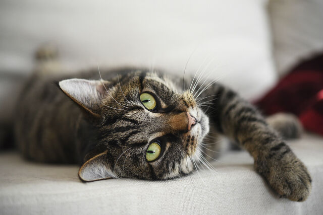 favoriete kattenras