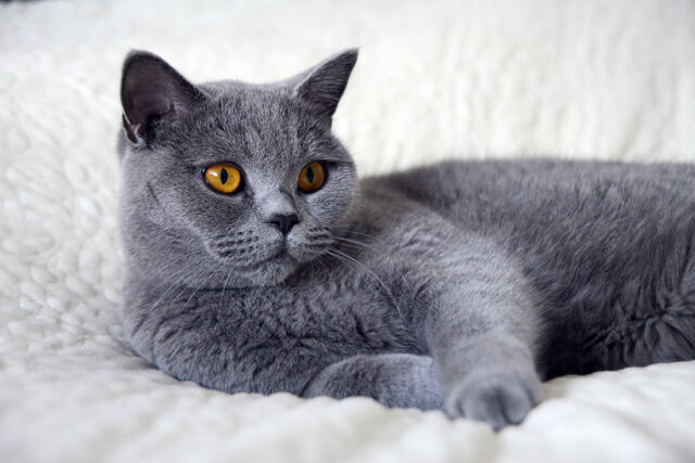 favoriete kattenras