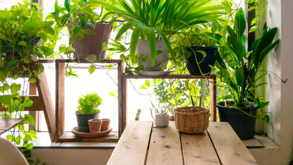 5x kamerplanten die de lucht in je huis filteren