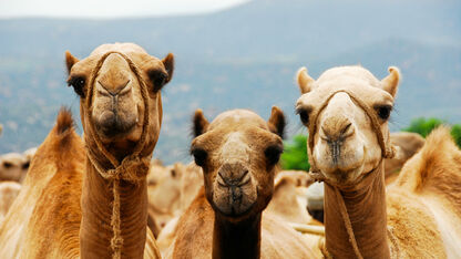 Hilarisch: check hoeveel kamelen jouw partner waard is met de Kamelen-Calculator