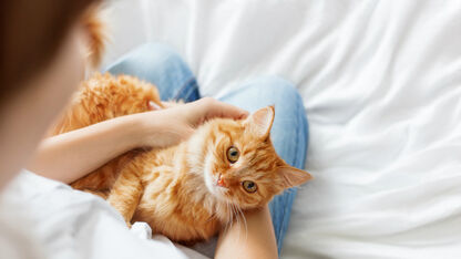 Zo verwijder je het snelst katten- en hondenharen van je kleding