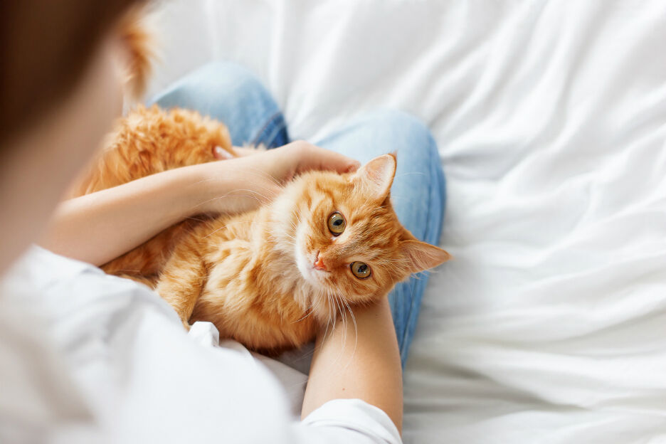 kattenharen en hondenharen