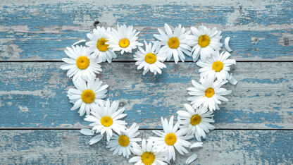 Wat is een Daisy Chain? – Ze’s sekswoordenboek