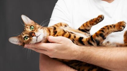 Dit zijn de 10 duurste kattenrassen ter wereld