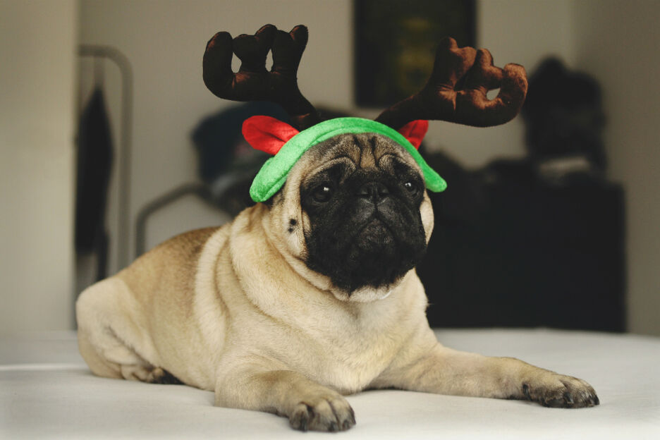 In dit café kun je tijdens kerst knuffelen met mopshondjes