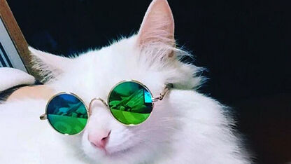 Say what?! Deze website verkoopt zonnebrillen voor je kat