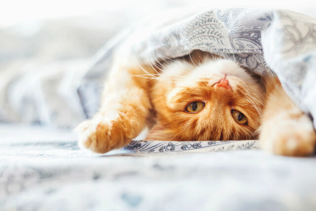kat of hond slapen