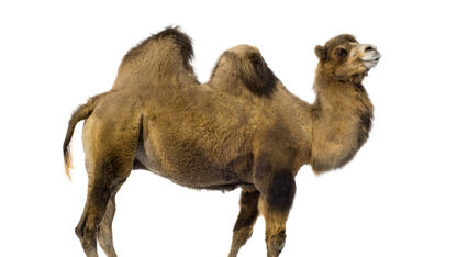 Wat is een kamelenbult? - Ze's sekswoordenboek 
