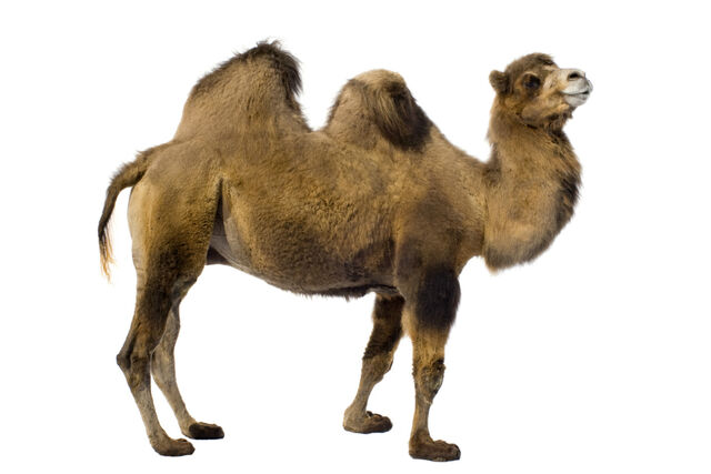 kamelenbult