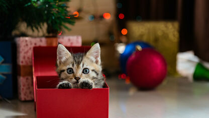 6 x kerstcadeautjes die elke schaamteloos kattenvrouwtje voor haar kat wil kopen