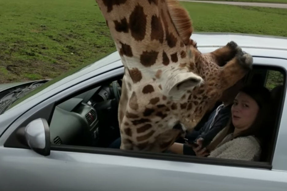 VIDEO: Giraffe steekt kop door autoruit en de bestuurder lost het niet slim op