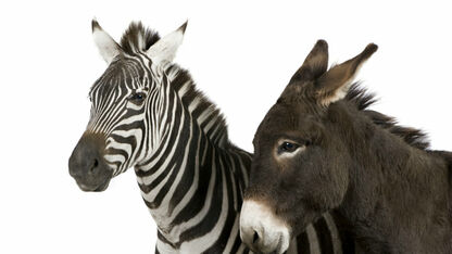 OMG: Dierentuin verft zwarte strepen op ezels zodat ze op zebra's lijken