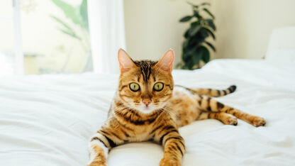 Dit is waarom je kat je naar de plee volgt