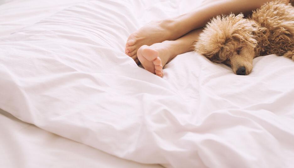 Eindelijk bewezen: Je kunt beter slapen met je hond dan met je partner